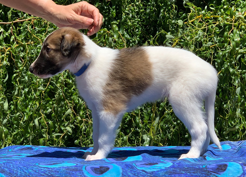 5 weeks - Boy 2 left